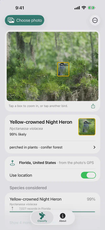 Classify screen: a Yellow-crowned Night Heron boxed in the photo, named as 99% likely, located in Florida from the photo's GPS