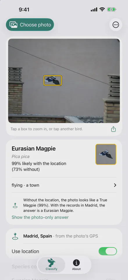 Classify screen: a Eurasian Magpie in flight, 99% likely with the location and 73% without, located in Madrid from the photo's GPS
